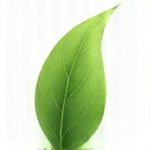 Stylized leaf emblem representing 100% vegan ingredients